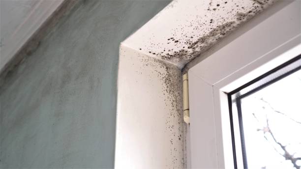 Best Attic Mold Removal  in Tuttle, OK