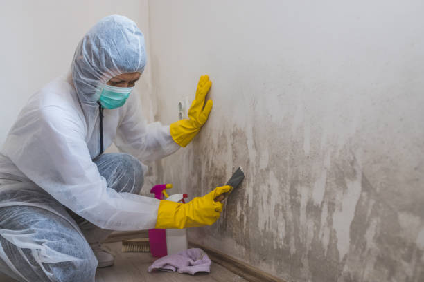 Best Home Mold Removal  in Tuttle, OK