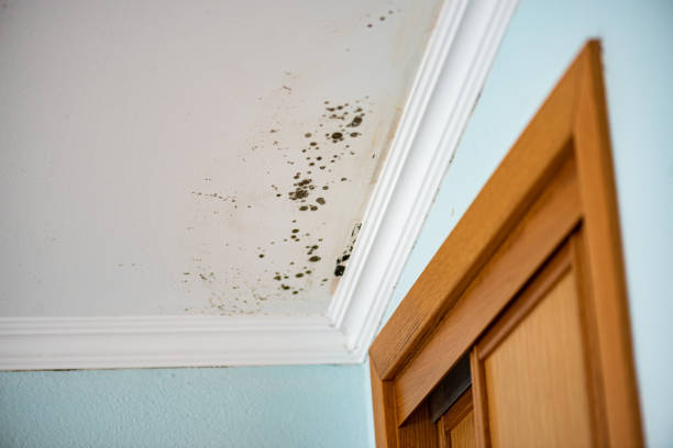 Best Certified Mold Removal  in Tuttle, OK