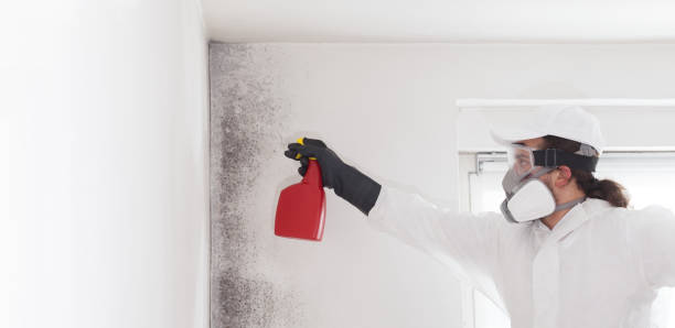 Best Same-Day Mold Removal  in Tuttle, OK