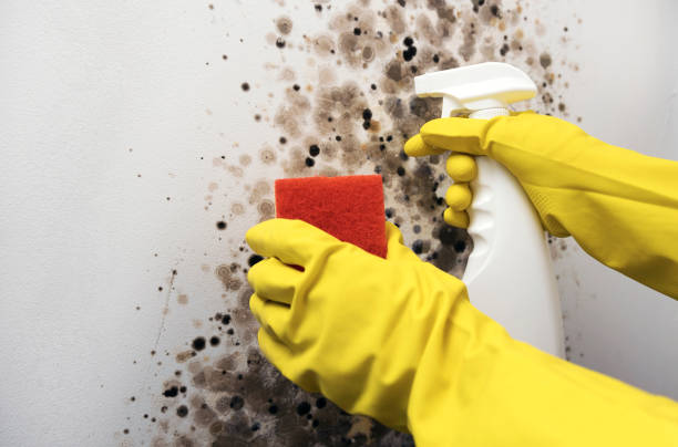 Best Professional Mold Removal  in Tuttle, OK