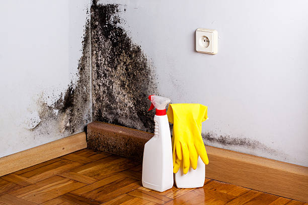 Best Mold Removal Company Near Me  in Tuttle, OK