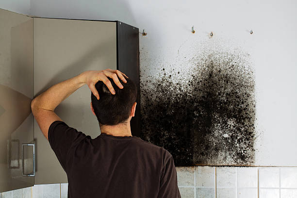 Best Mold Damage Repair  in Tuttle, OK