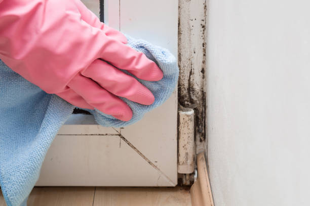 Best Mold Remediation  in Tuttle, OK