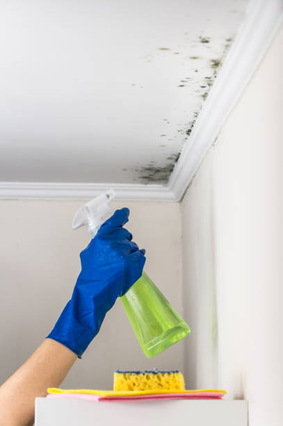 Best Toxic Mold Removal  in Tuttle, OK